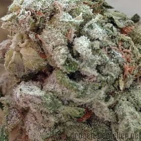 Silver Haze Weed 1g - 1000g