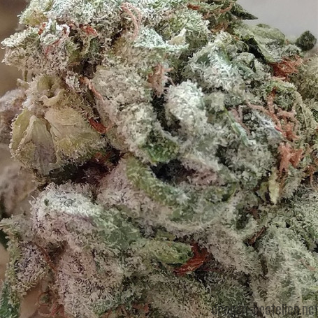 Silver Haze Weed 1g - 1000g